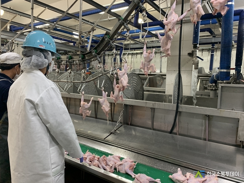 (사진촬영=인천시청 제공) 검사관이 도축 과정을 검사 중이다.