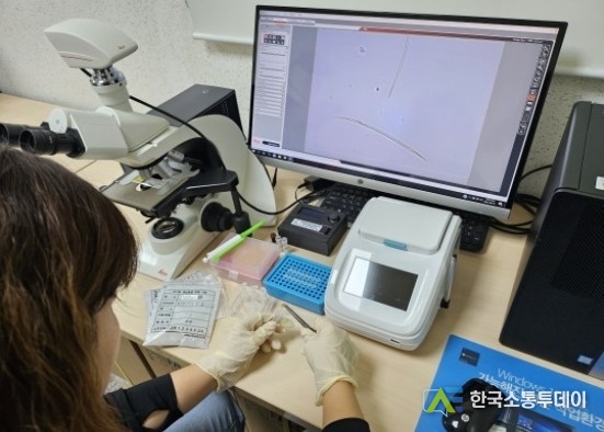 (사진제공=인천시청) 유전자 진단을 통해 소나무재선충병 여부를 검사하고 있다.