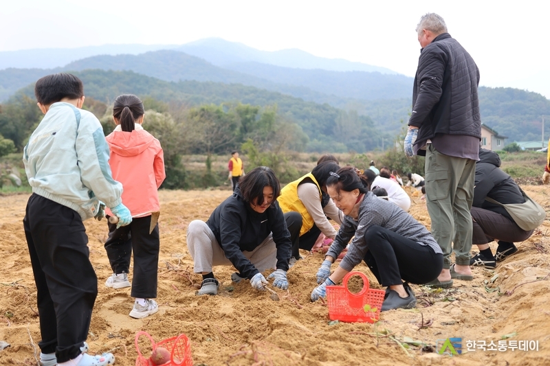 사진제공=안성시청// 하얀 꽃 노란맛 축제