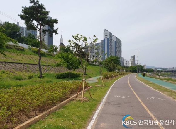 구리시, 왕숙천변에 왕벚나무 식재