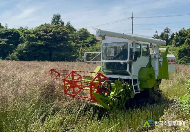 유채 종자 수확