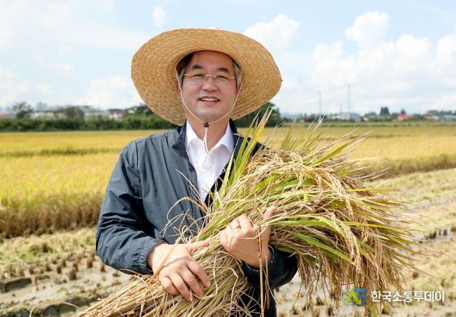 고양시 특화명품 '가와지1호' 햅쌀 수확, 본격 벼베기 나서
