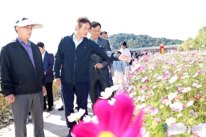 창릉천 코스모스 축제