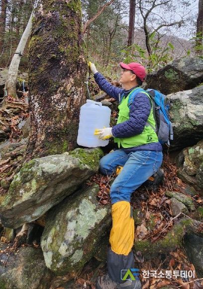 구례 고로쇠 수액 채취 한창