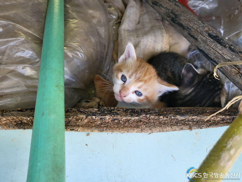 동천리 길고양이 겨울집 및 급식소