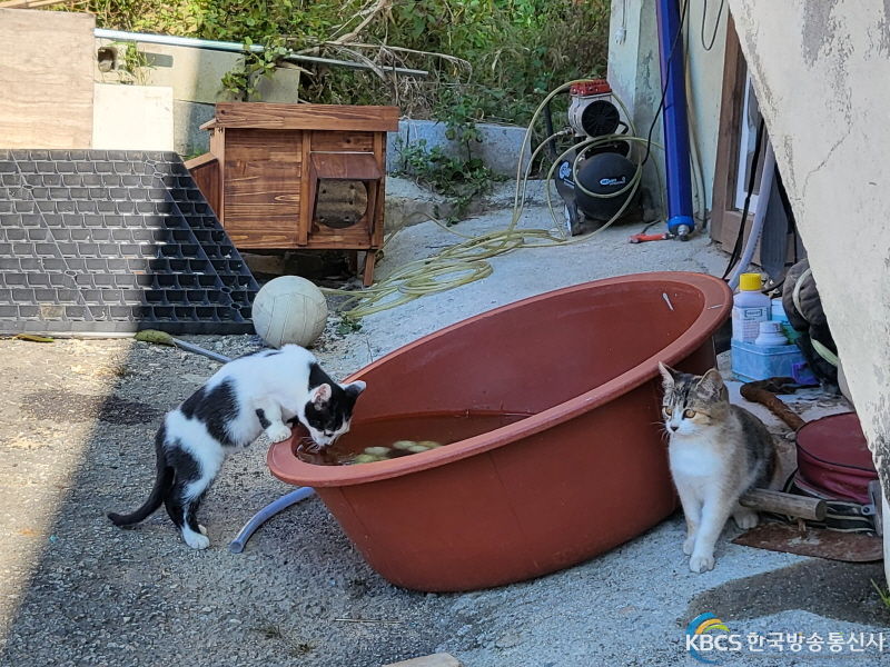 동천리 길고양이 겨울집 및 급식소