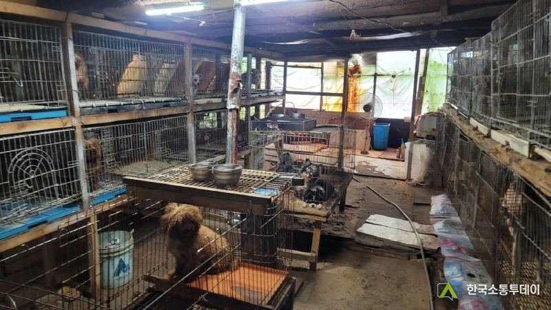 불법 번식장 안