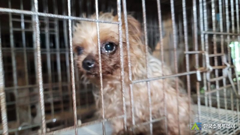 경기도 광주 불법 번식장 안 뜬장에 있던아이