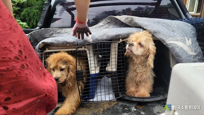 경기도 광주 불법 번식장 앞 강아지 구조장면